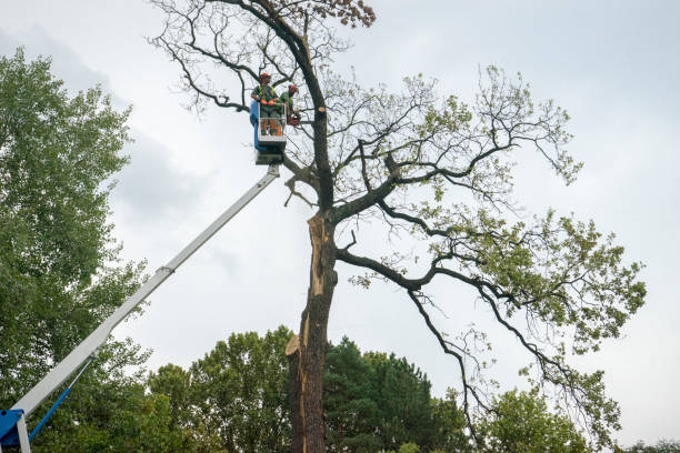 Best Palm Tree Trimming  in Arlington Heights, IL